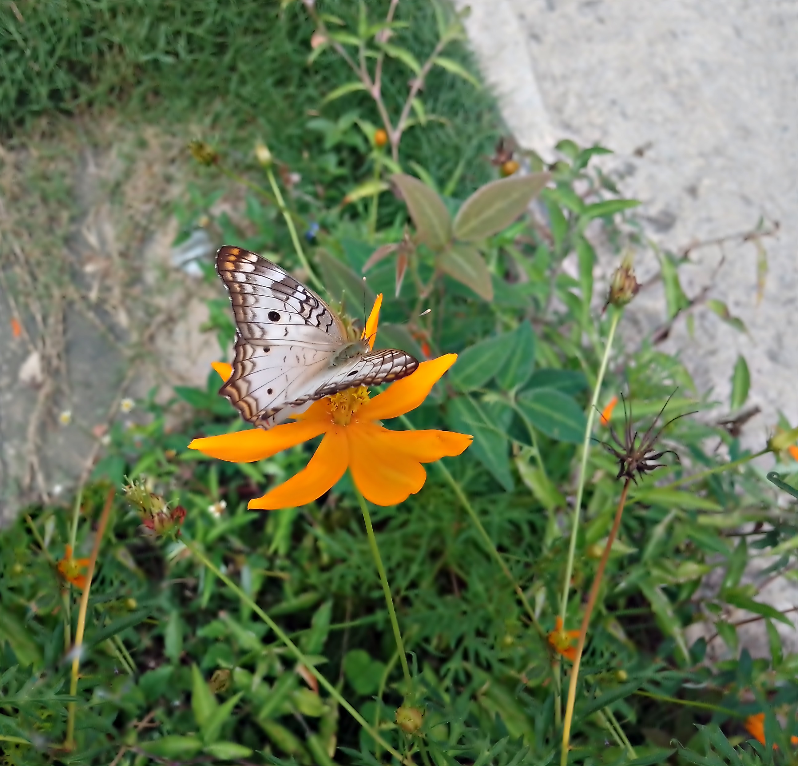 MARIPOSAS 020.jpg