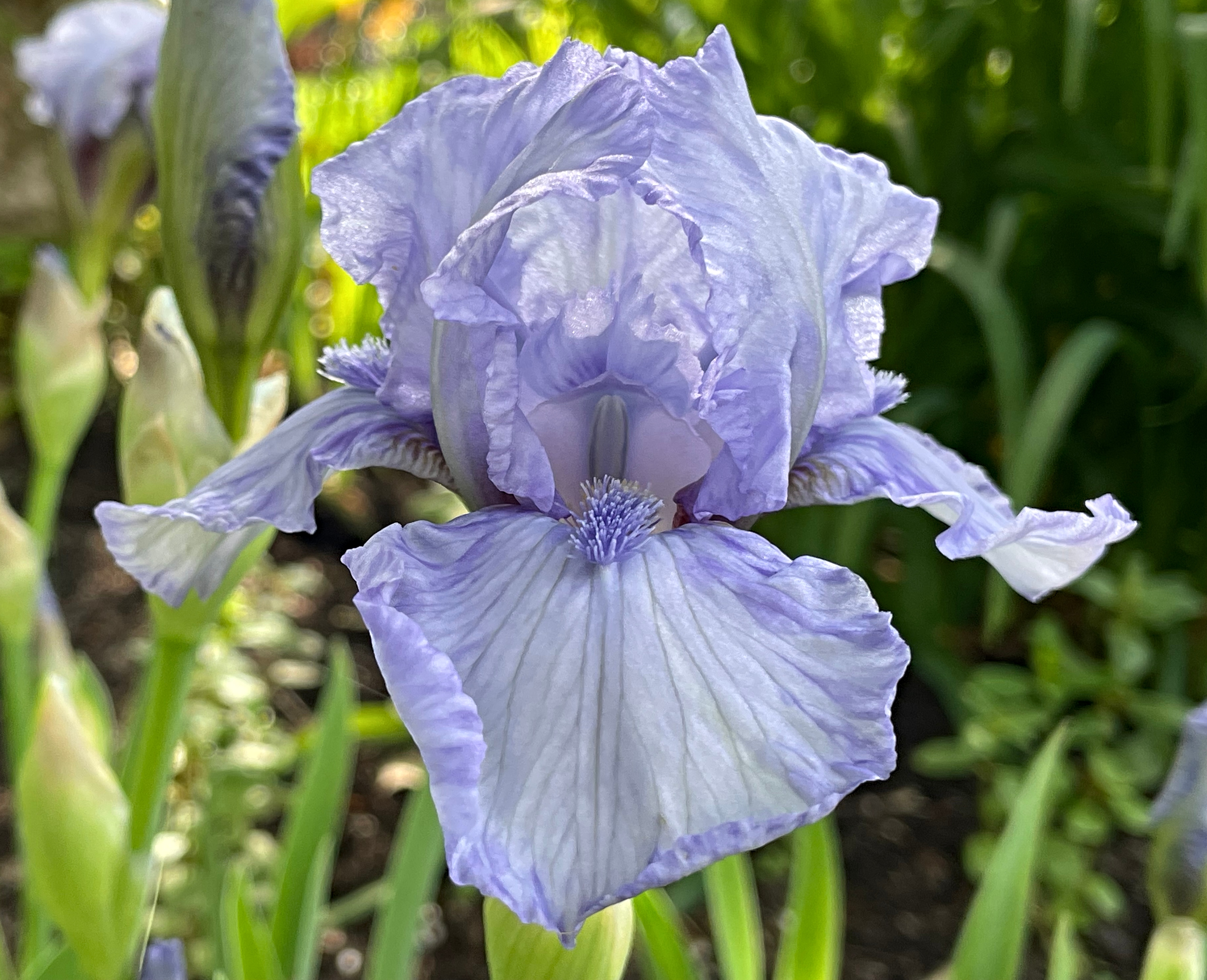 hivegarden- flowers-iris-4.jpg