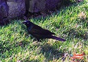 CommonGrackle.jpg