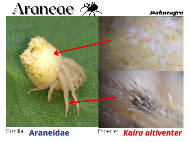 Lepidoptera(8).png