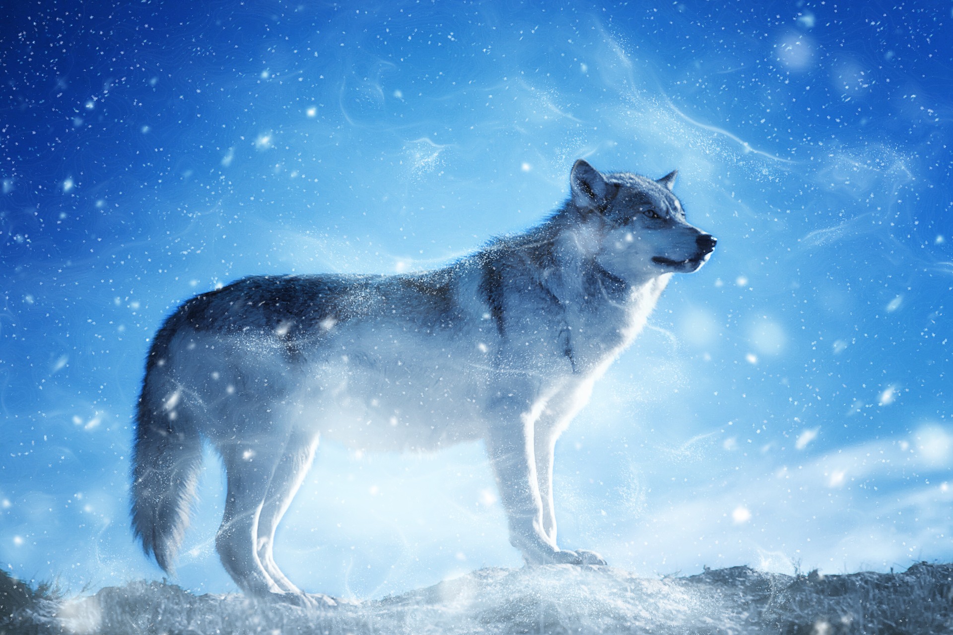 animal-2321291_1920.jpg