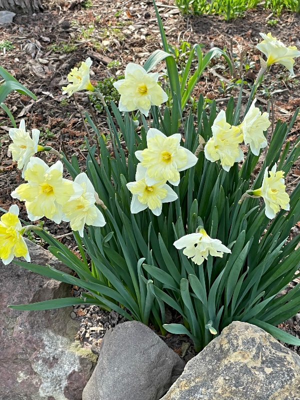 flowers-2.jpg