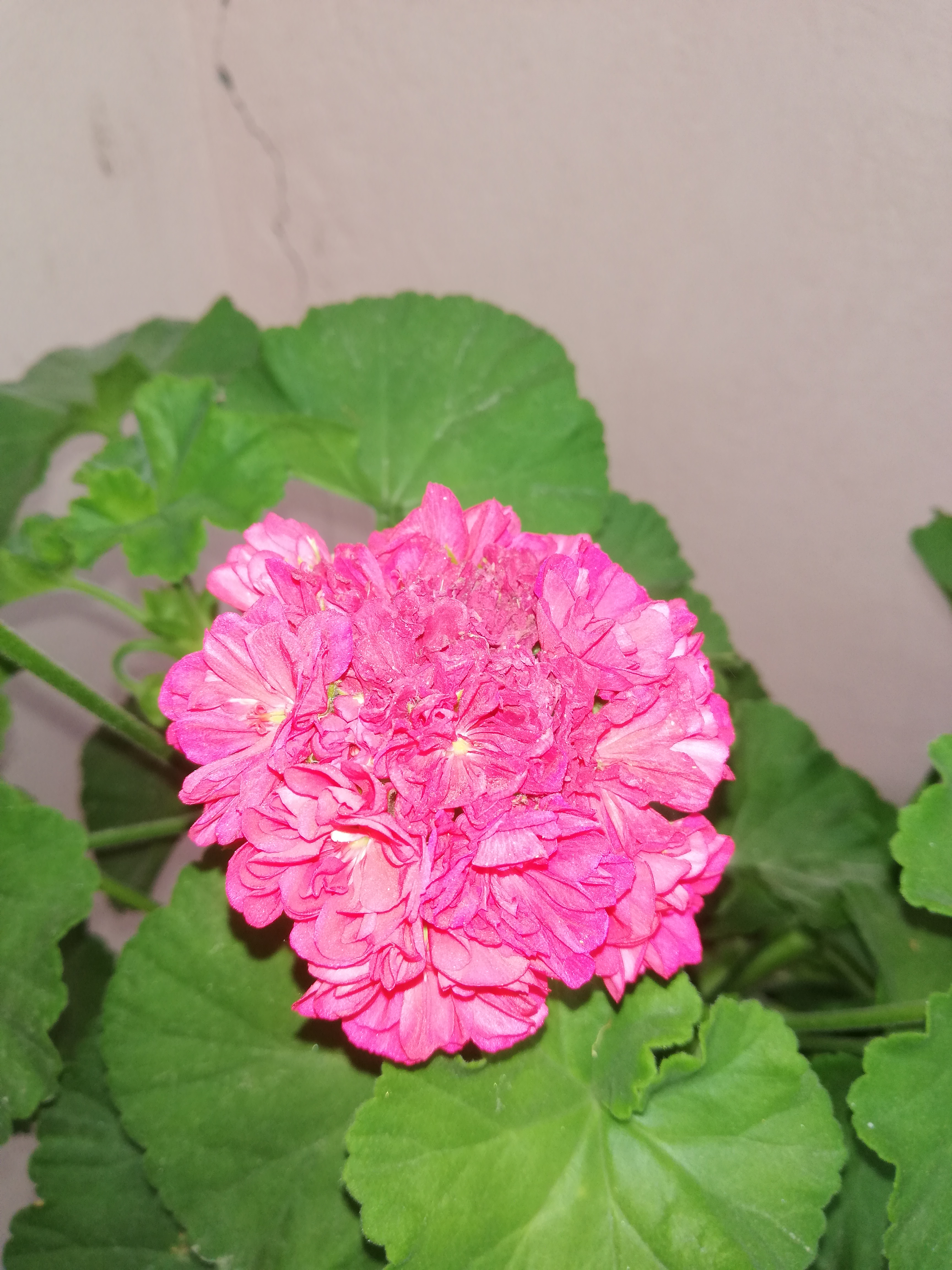 IMG_20200518_185157.jpg