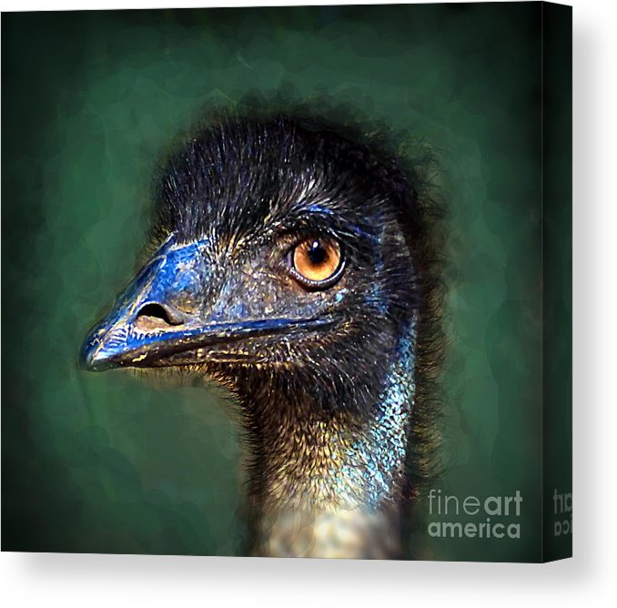 emu-profile-trudee-hunter-canvas-print.jpg