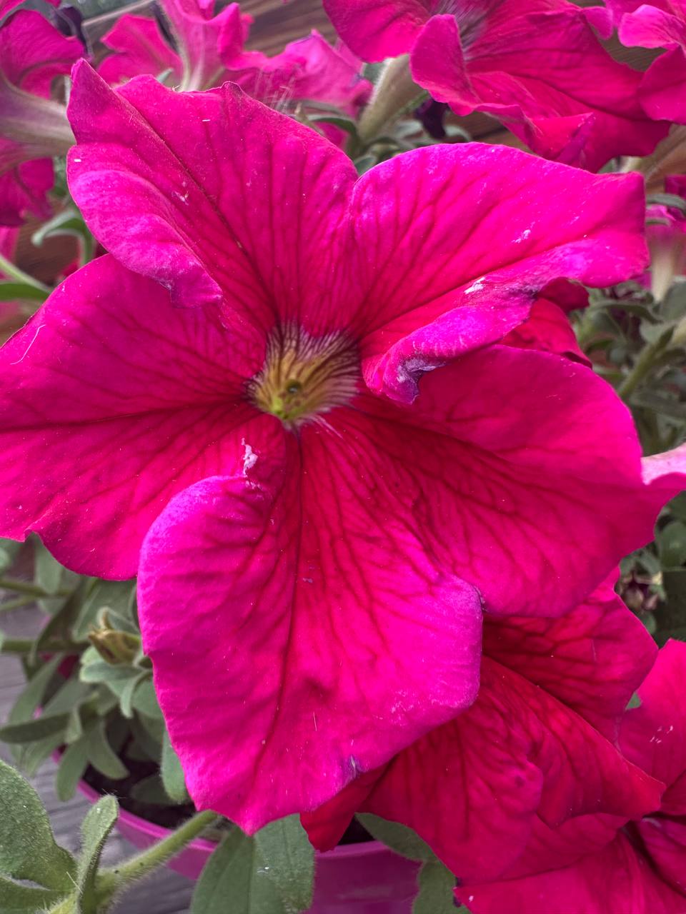 IMG_5199.jpeg
