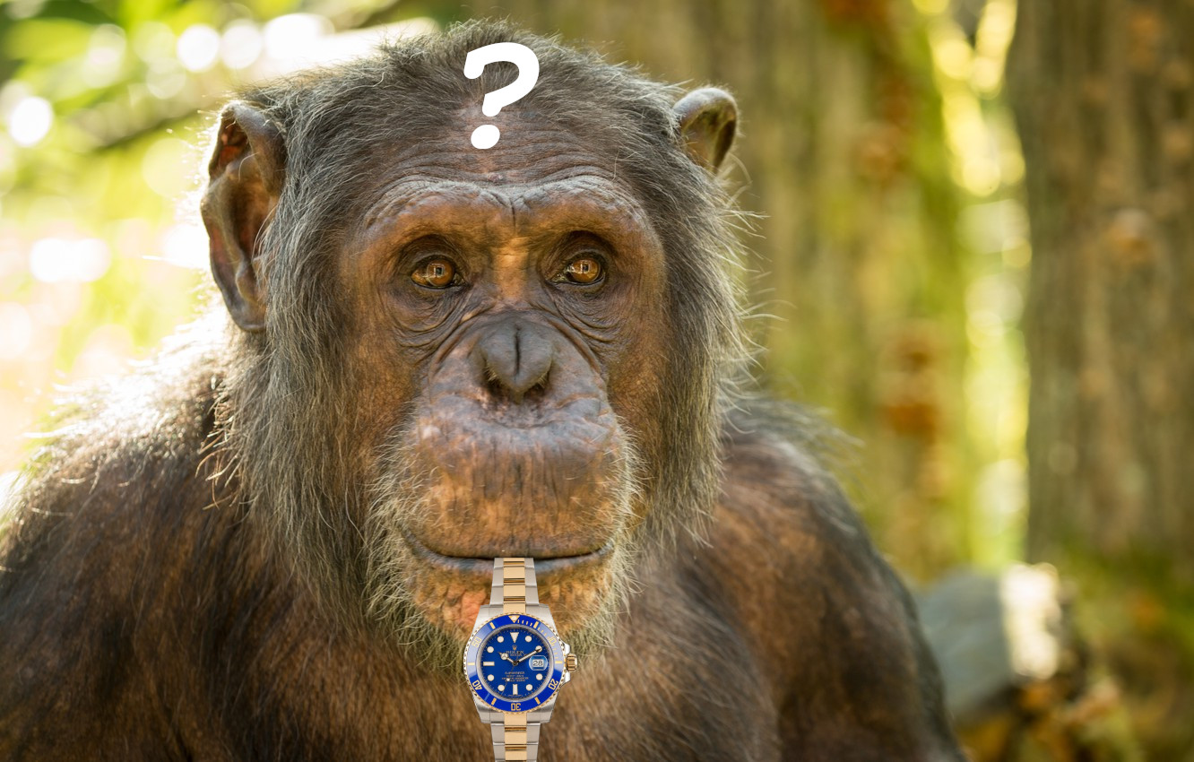 monkey.jpg