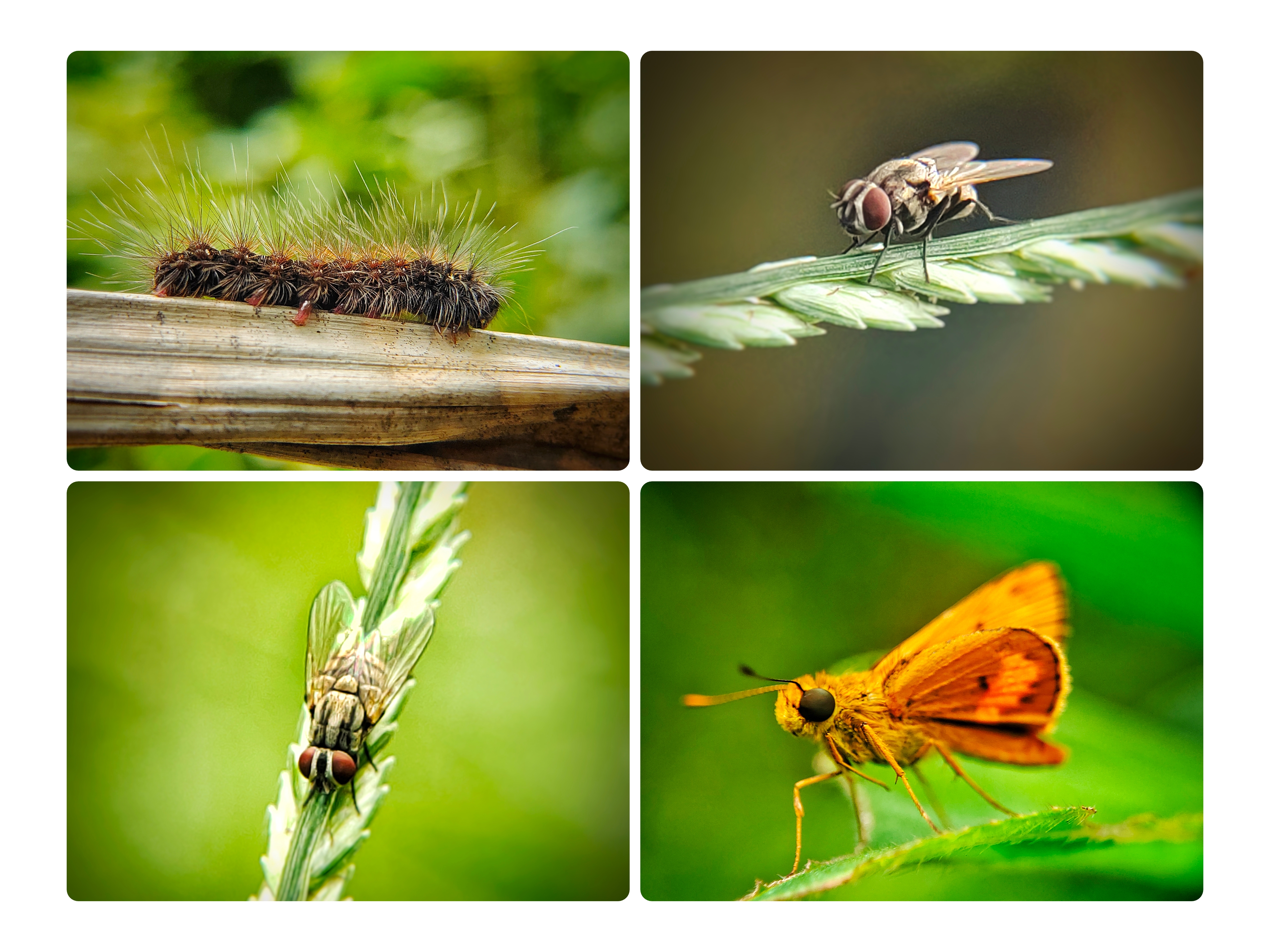 Macrophotography : 3 species of small animals that I found yesterday that look so interesting and cool in the forest