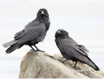 Ravens.PNG