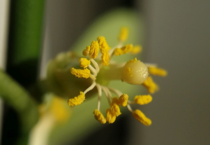 Zitronenbaum_Griffel-mit-Pollen.jpg