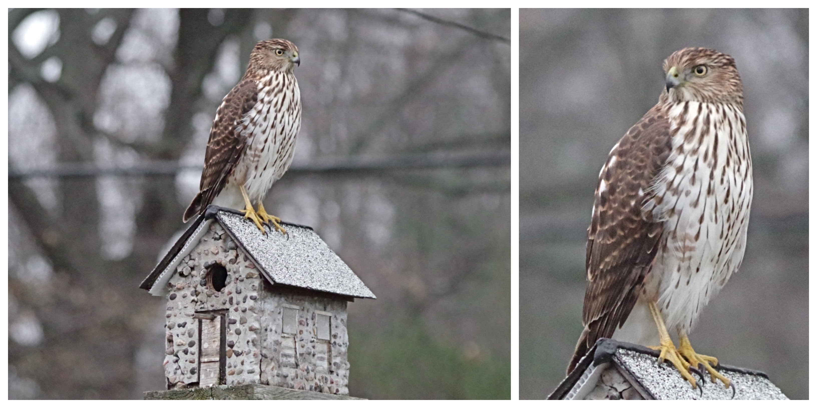 coopers-hawk-predator-4.jpg