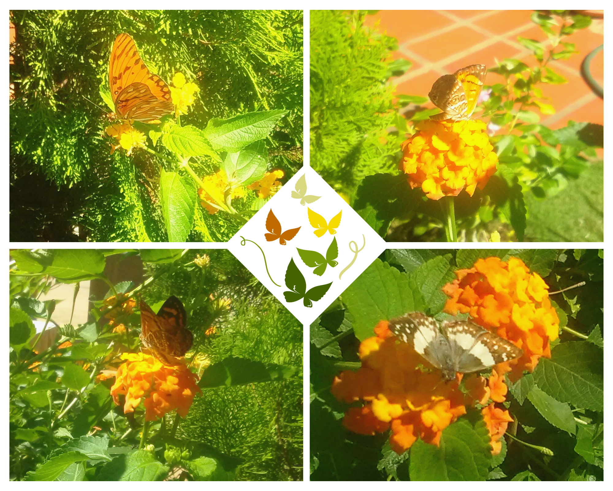 Mariposasdeljardin.png