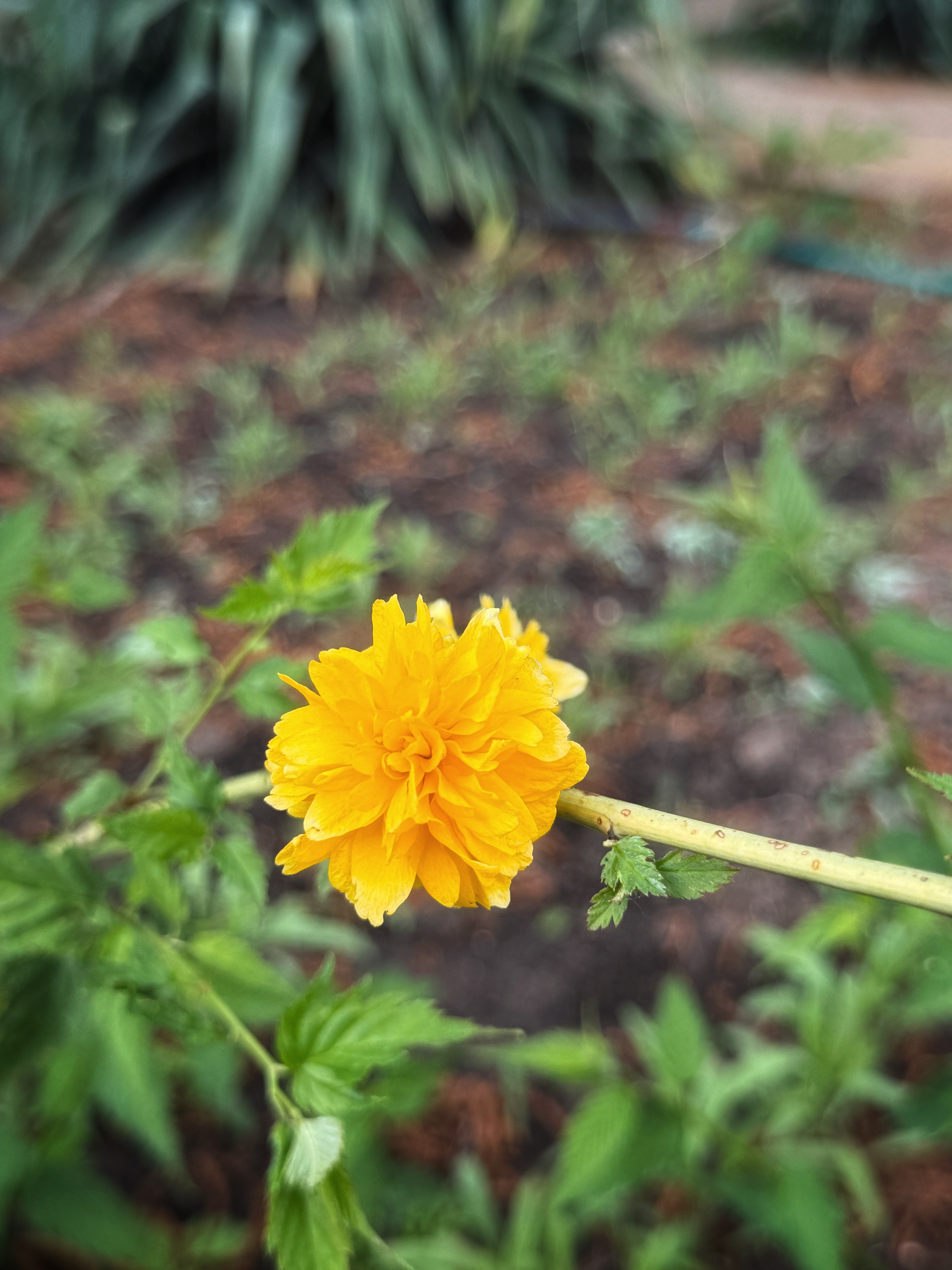 IMG_2609.jpeg