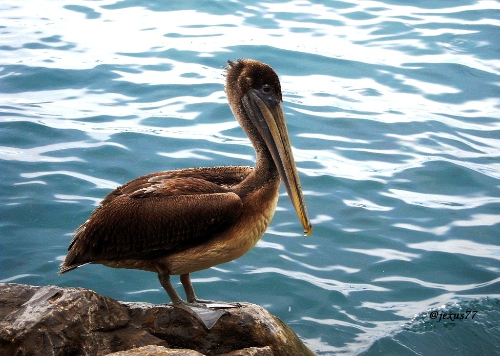 1-Pelicanos.jpg