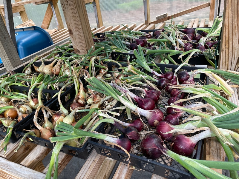 hivegarden-onion-harvest-8.jpg