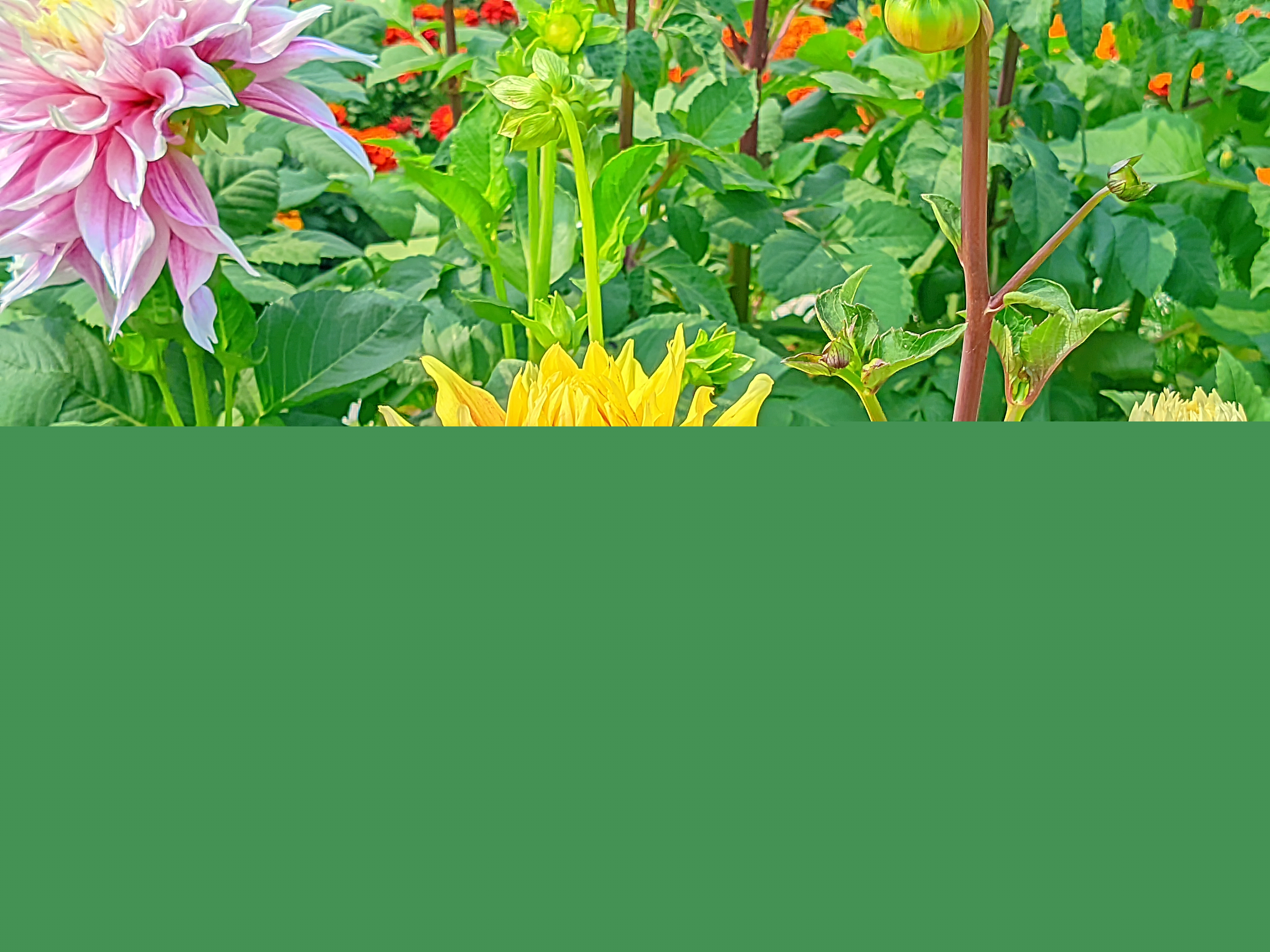 LMC_20250122_115944_🌈Color boost by Riyan .jpg