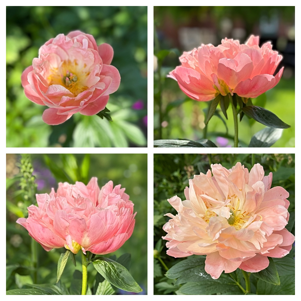 hivegarden-peonies-1.jpg