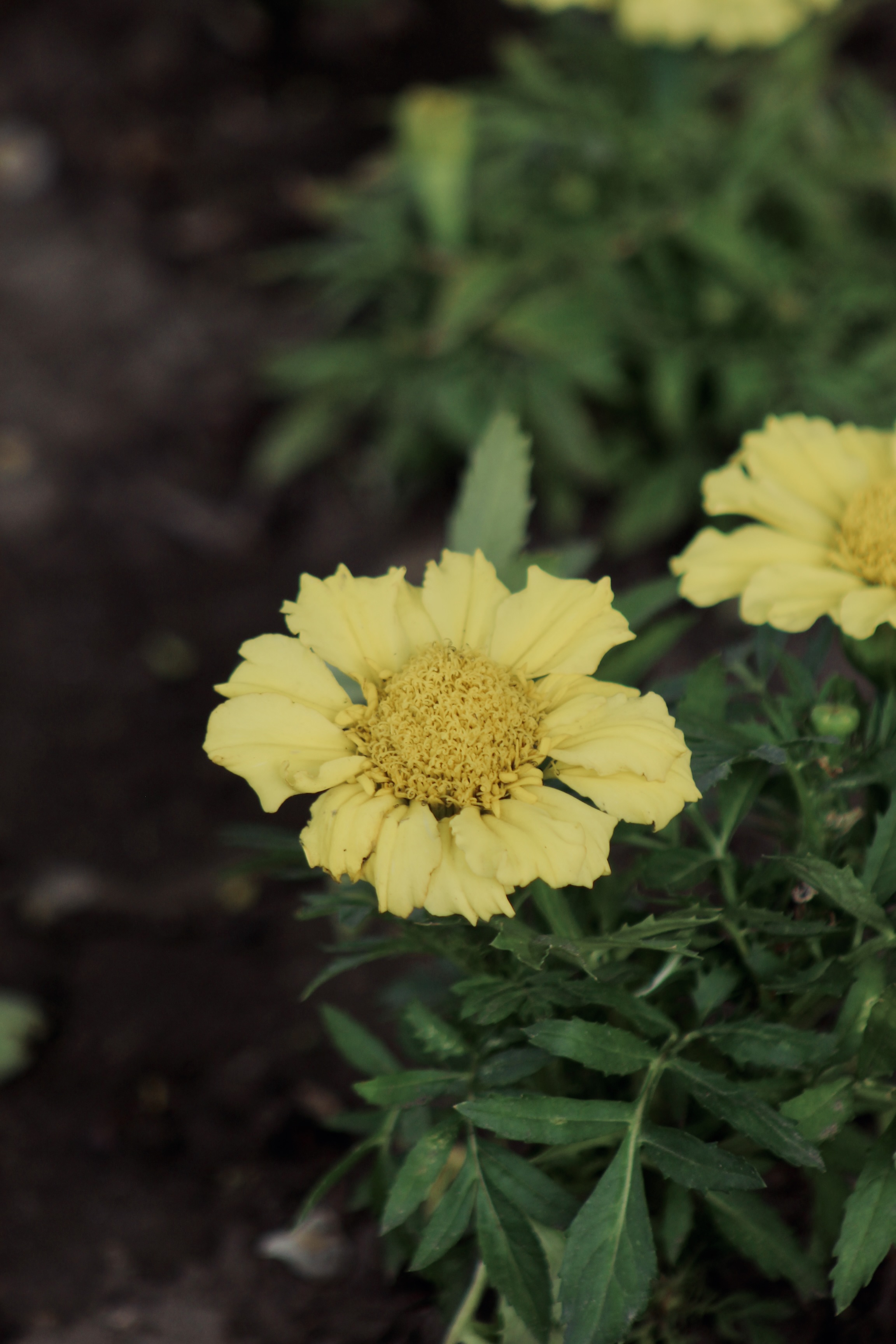 IMG_4102.jpeg