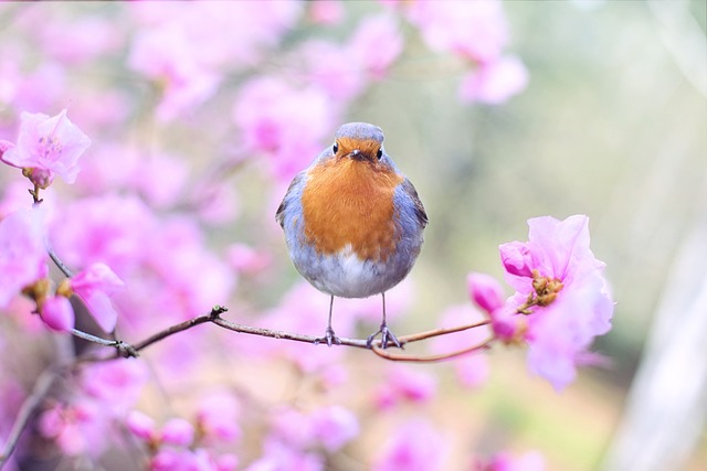 bird-gfadafaab3_640.jpg