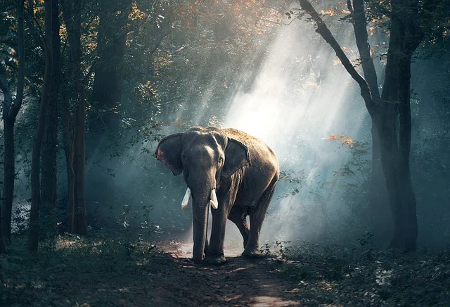 elephant-1822636_640.webp