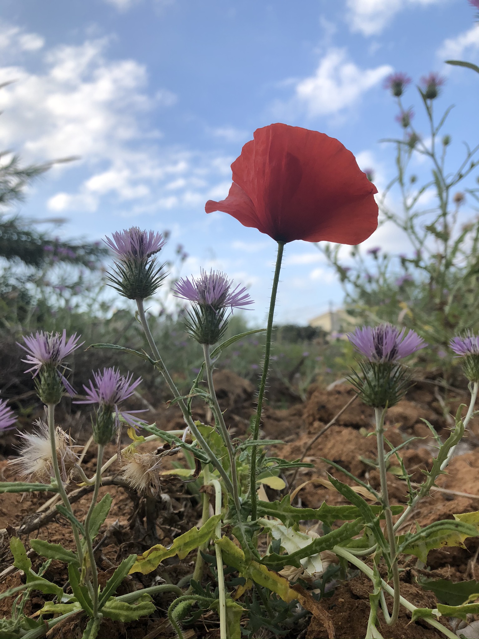 IMG_4628.jpeg