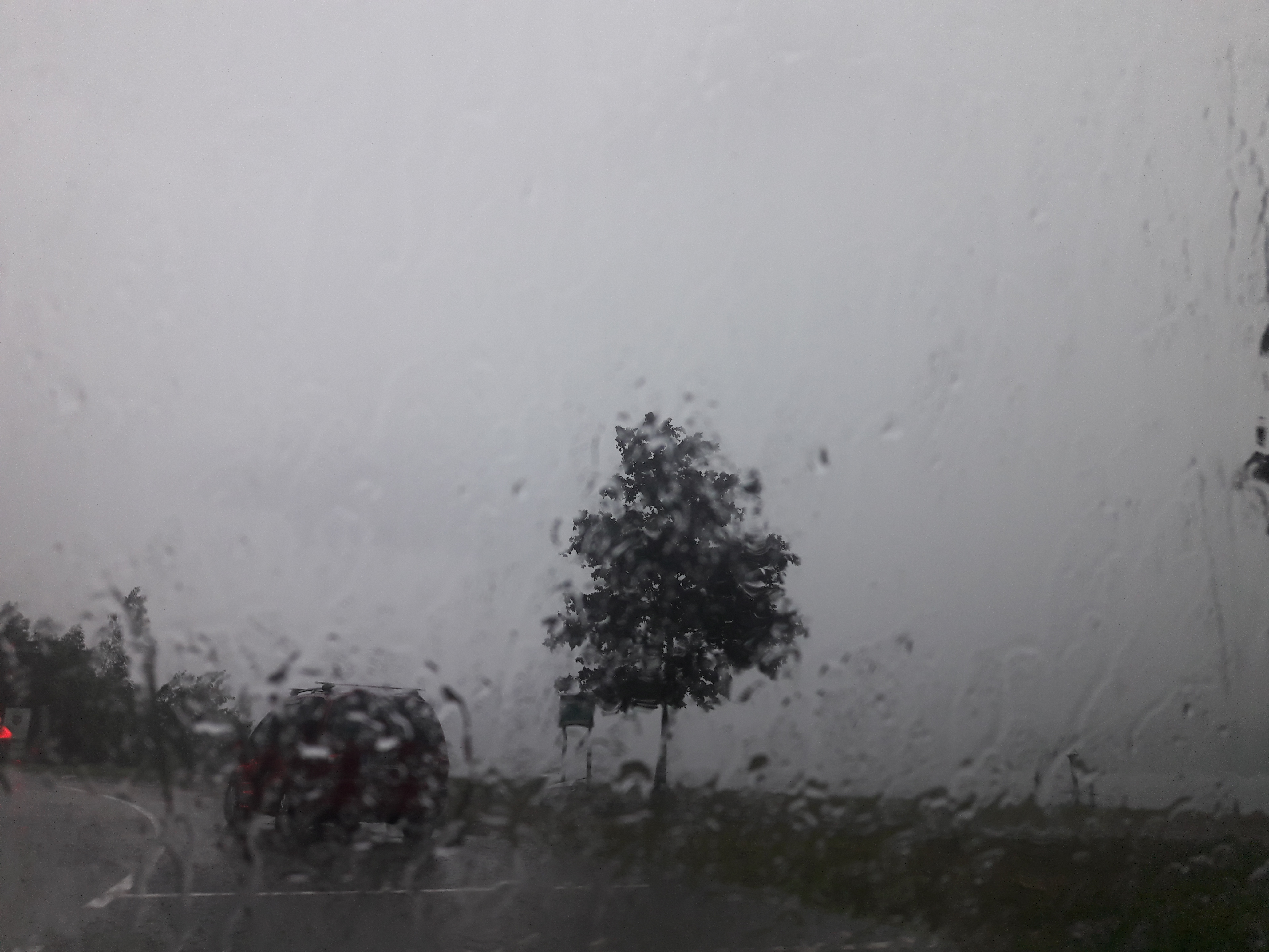 Flora-Tree-Forest-Publicdomain (49).jpg