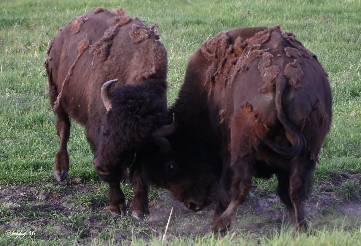 bison (22).jpg