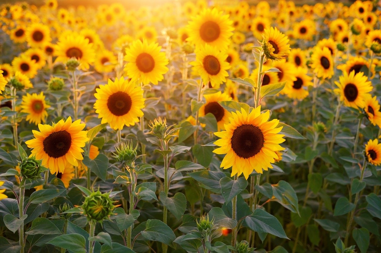 sunflower-3550693_1280.jpg