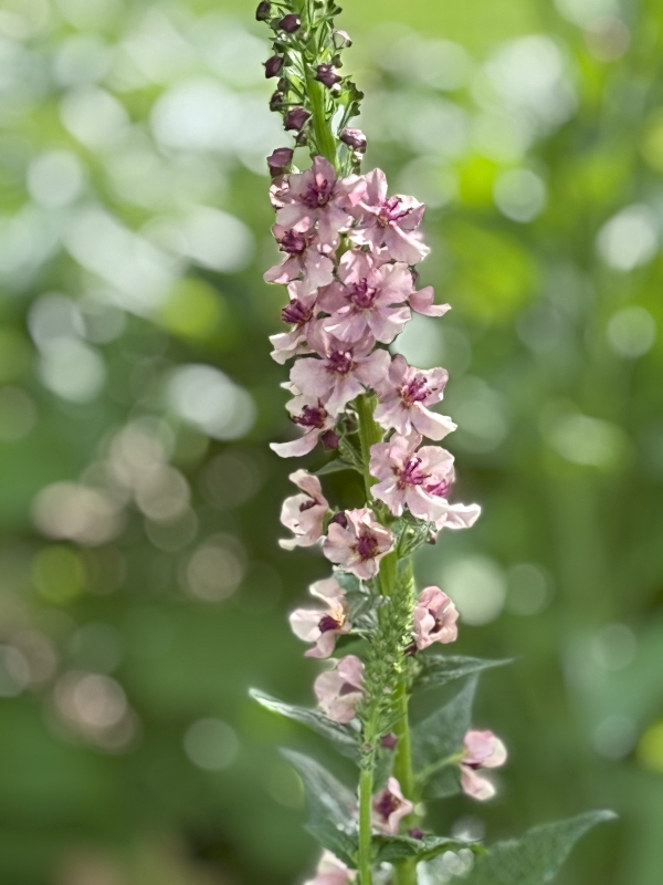 hivegarden-verbascum-4.jpg