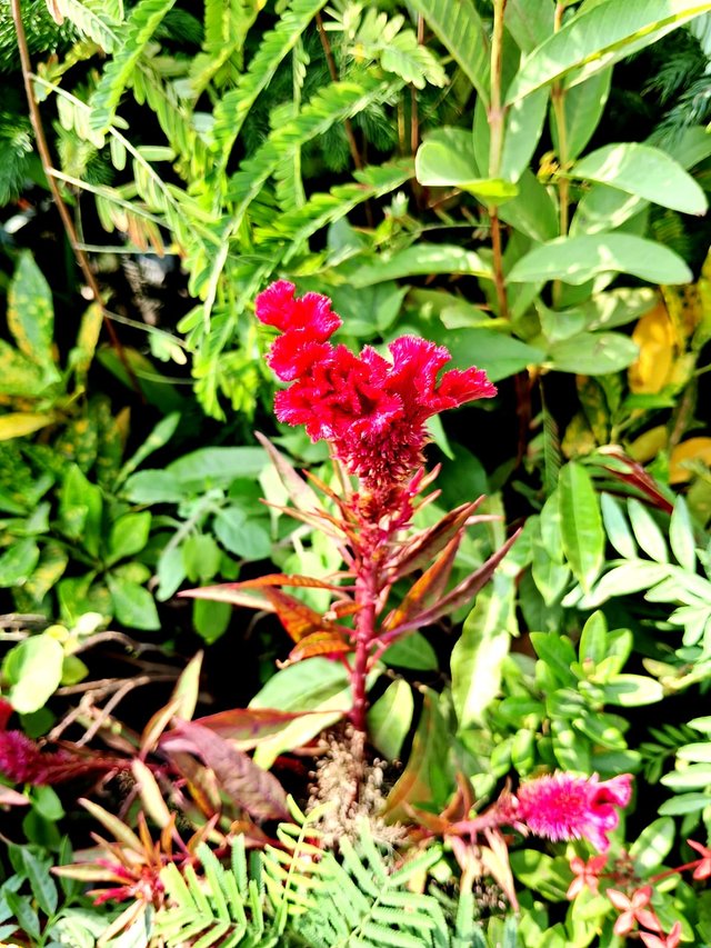 Cockscomb flower 4.jpg