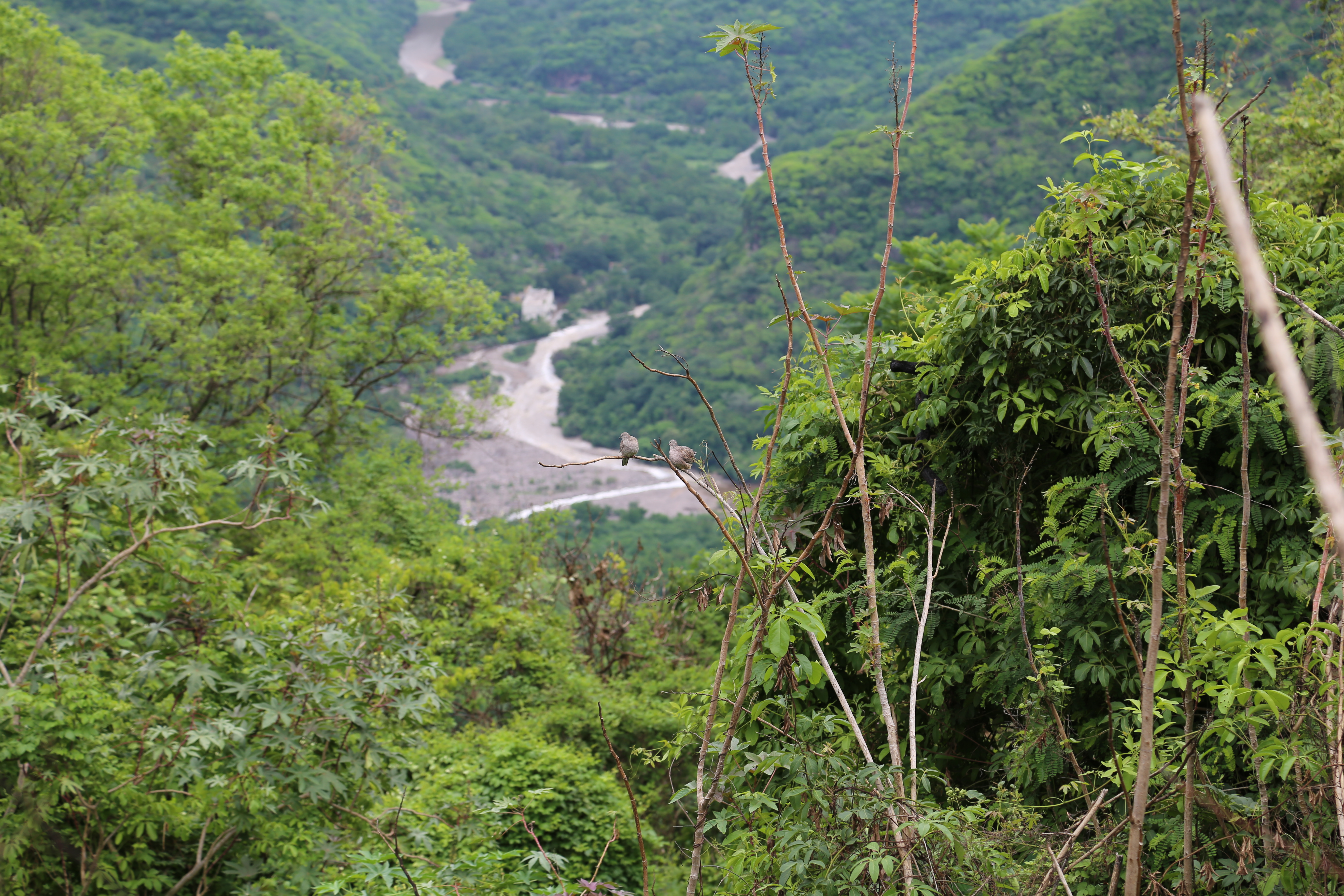 IMG_6524.JPG