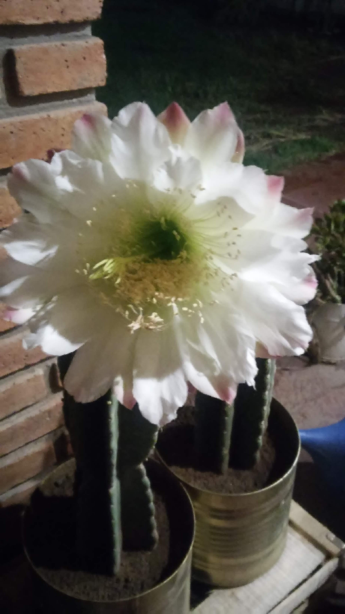 06.-Cactus-San-Pedro-6.png