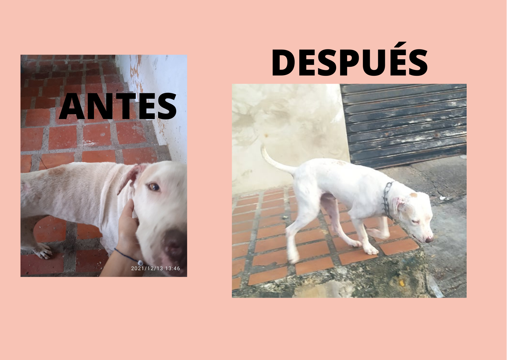 DulceSweet (1).png