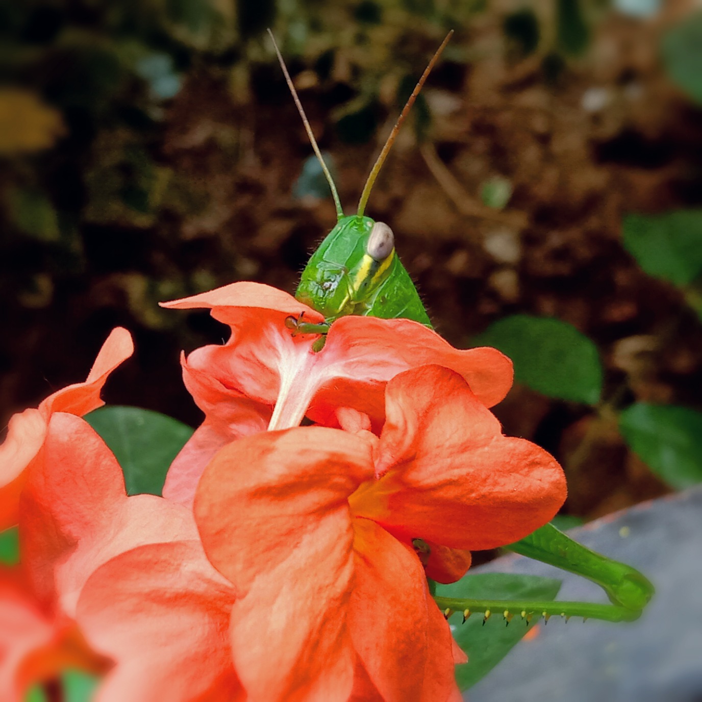 Grasshoppers and their history — Hive