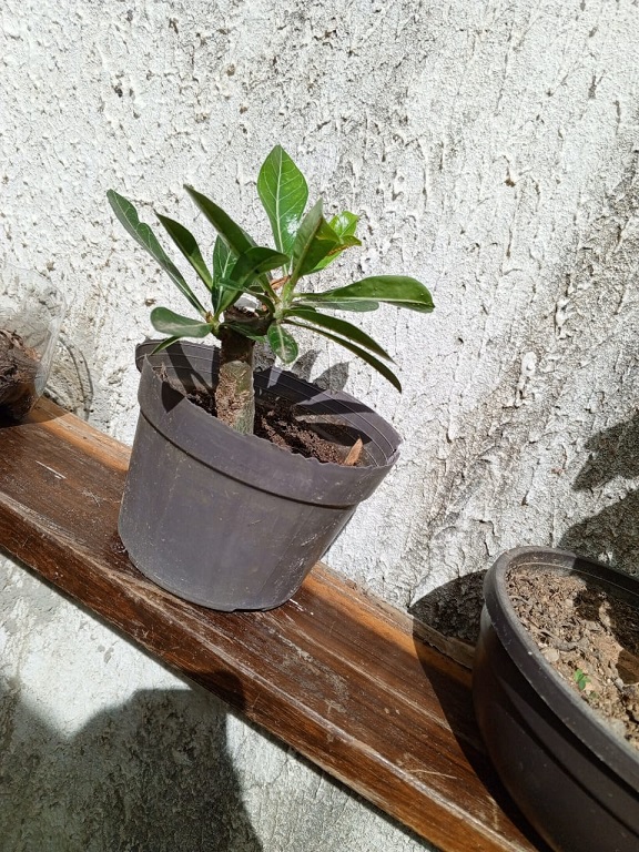 cuidadodeljardin5.jpg