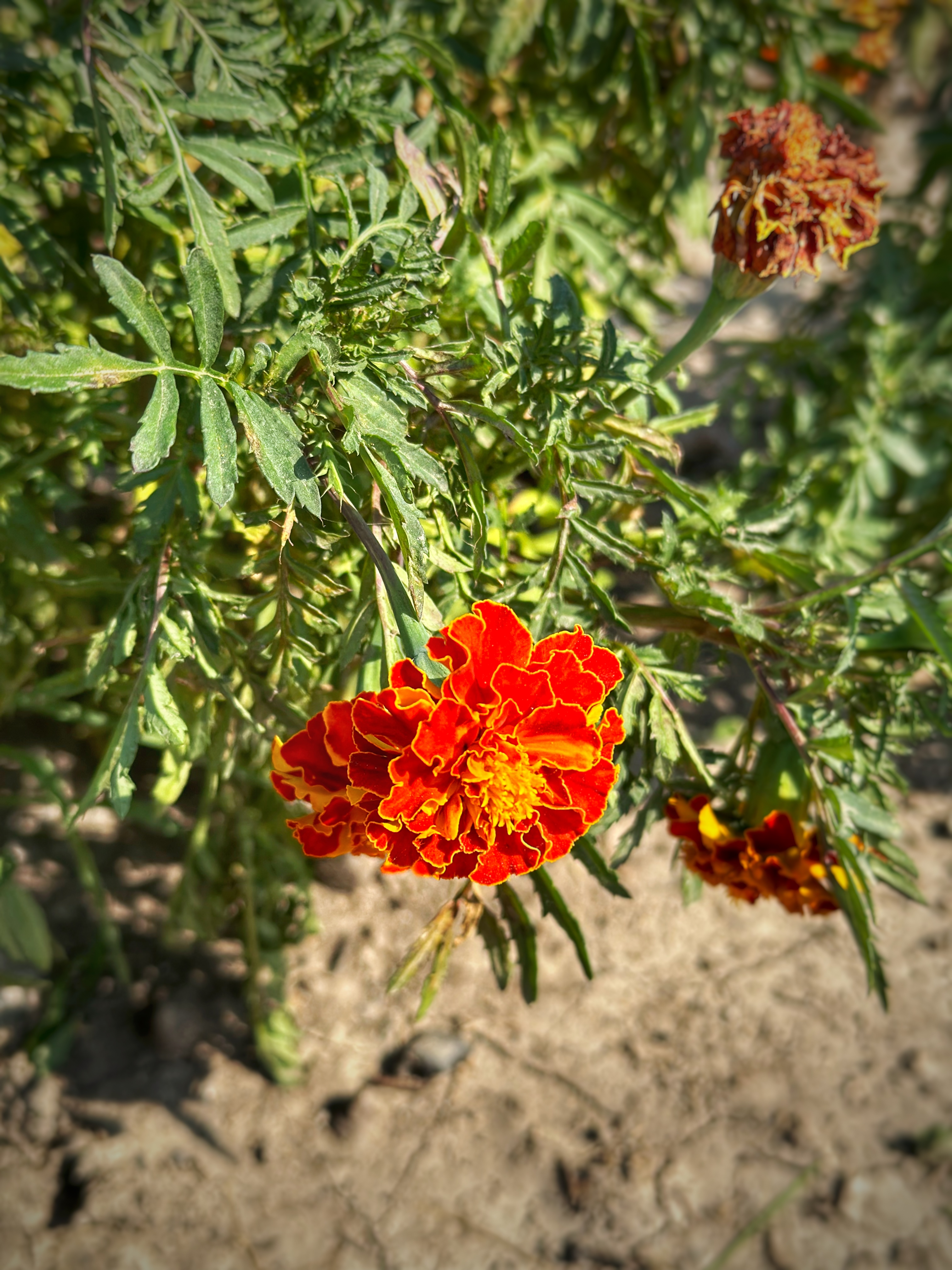 IMG_4600.jpeg