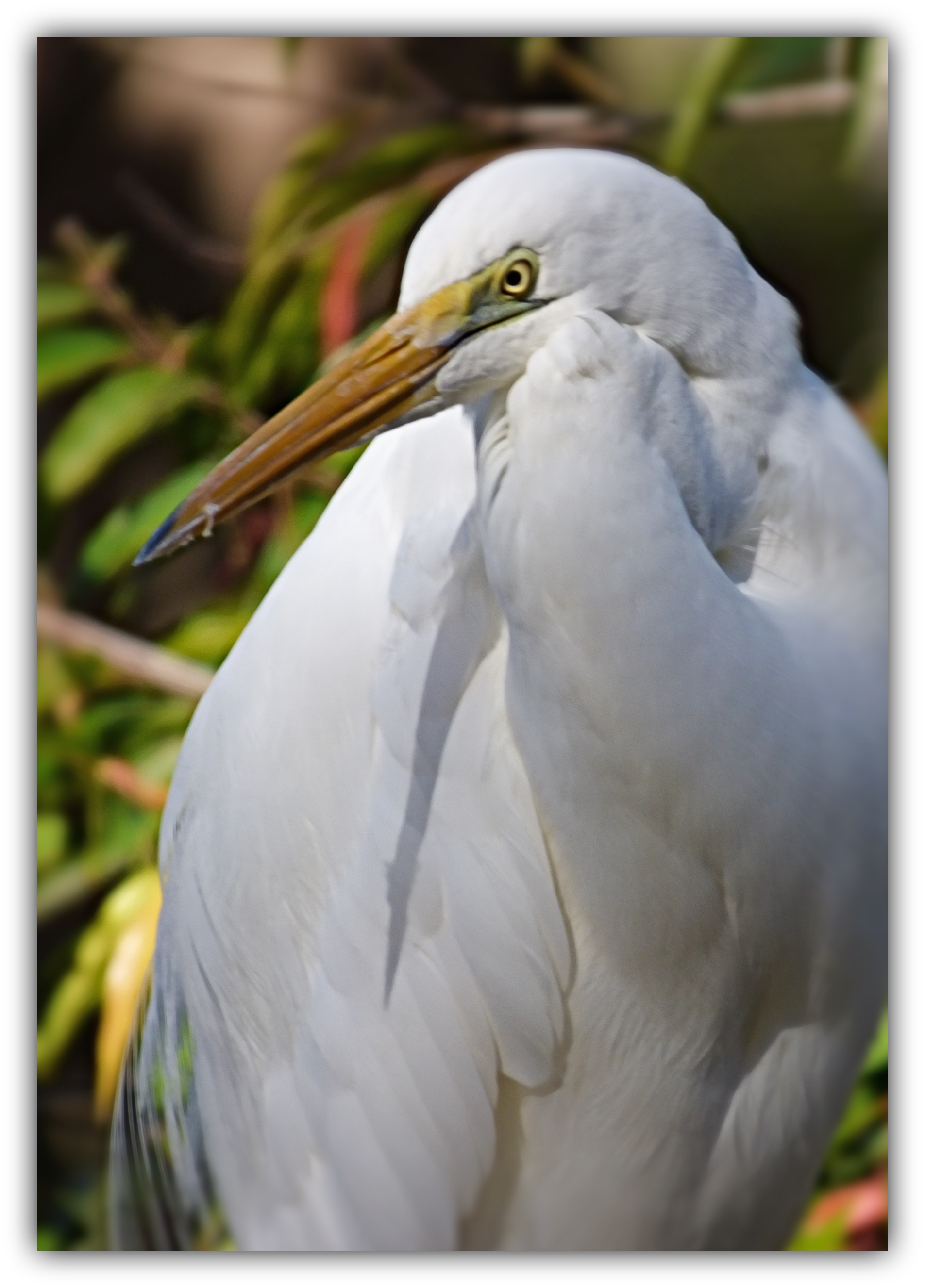 F white heron.jpg