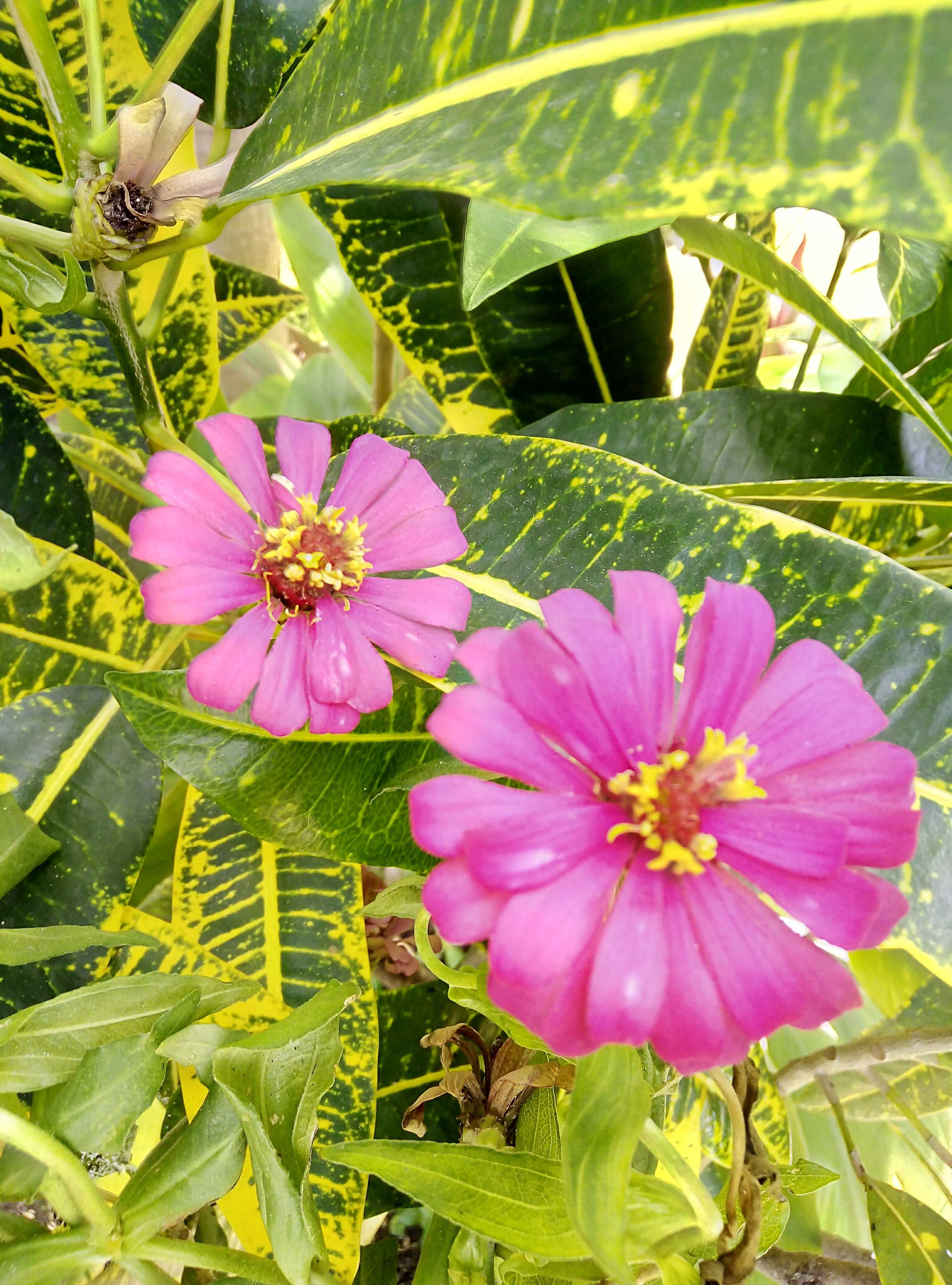 GERBERA O COQUETA.jpg