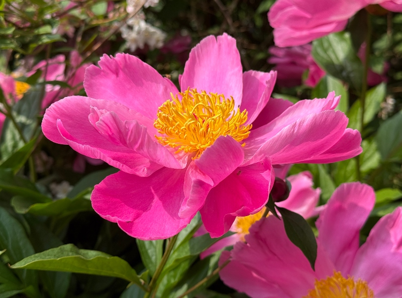 hivegarden-peony-flower.jpg