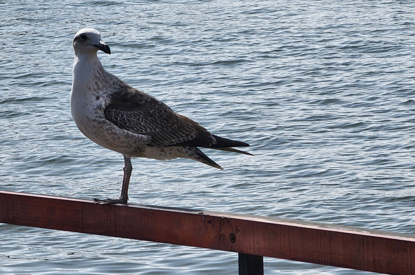 seagull-018.jpg