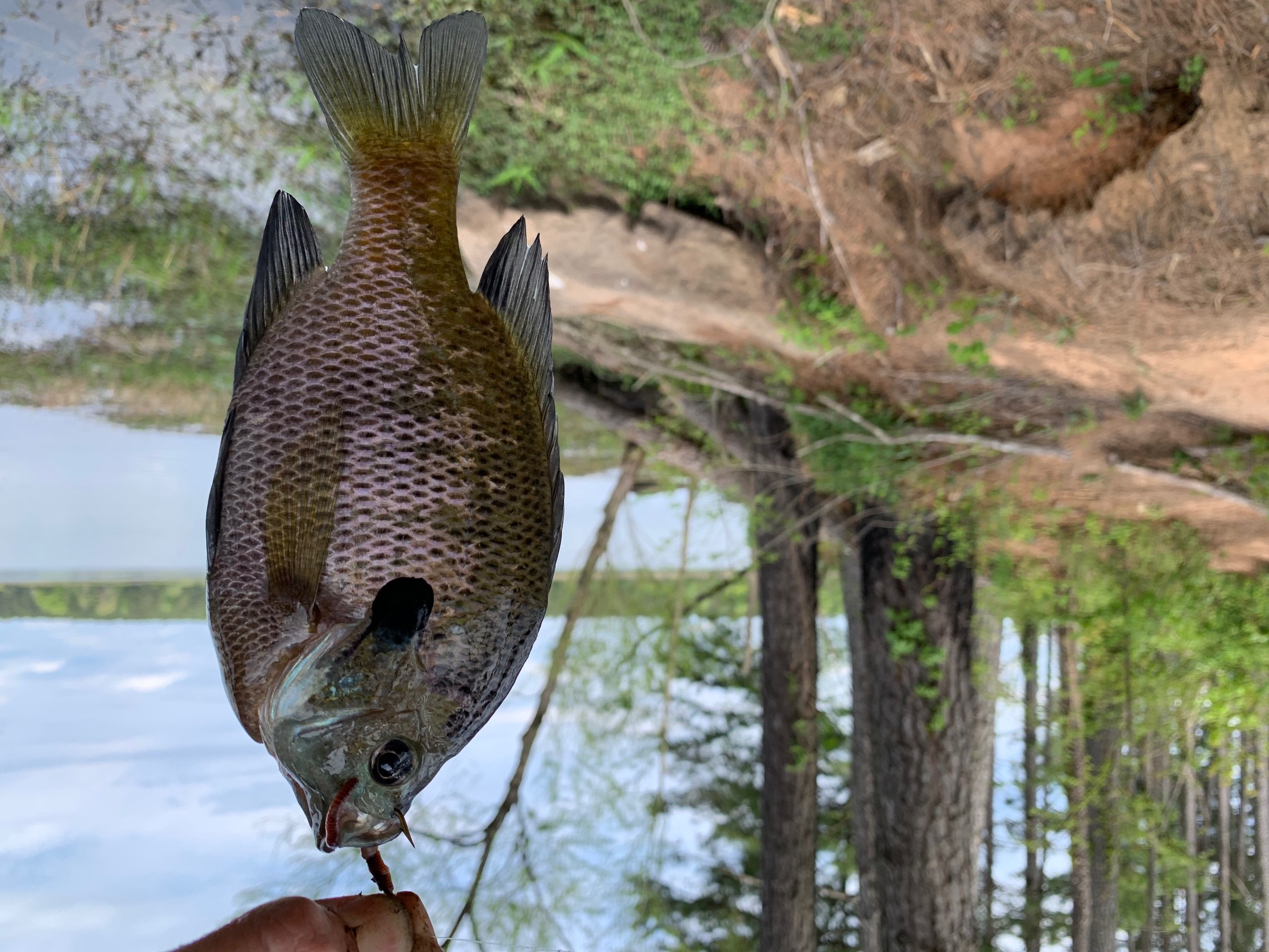 bluegill2.jpeg