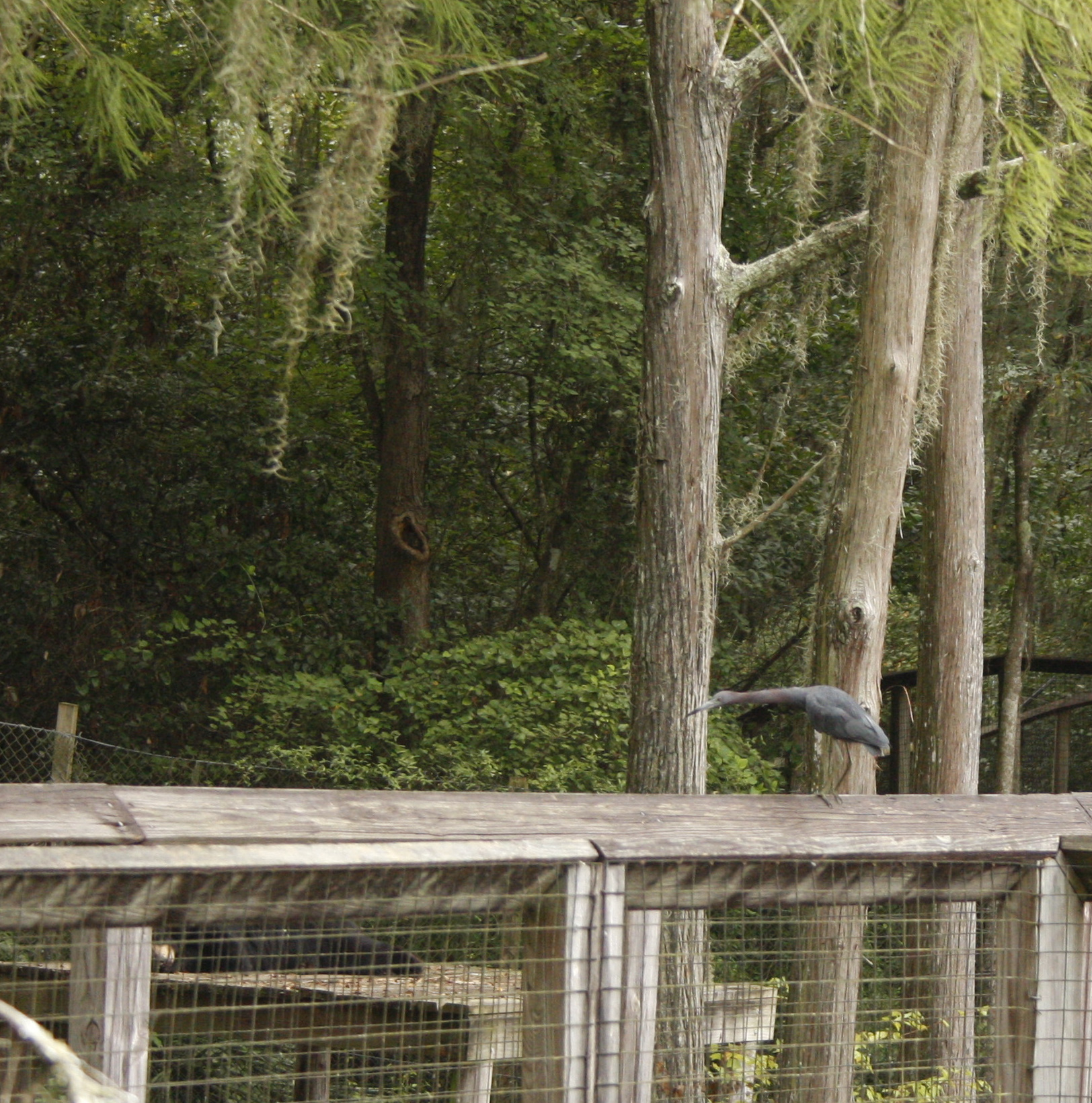 little blue heron.jpg