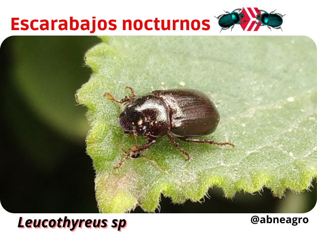 Automeris cf. jucunda (5).png