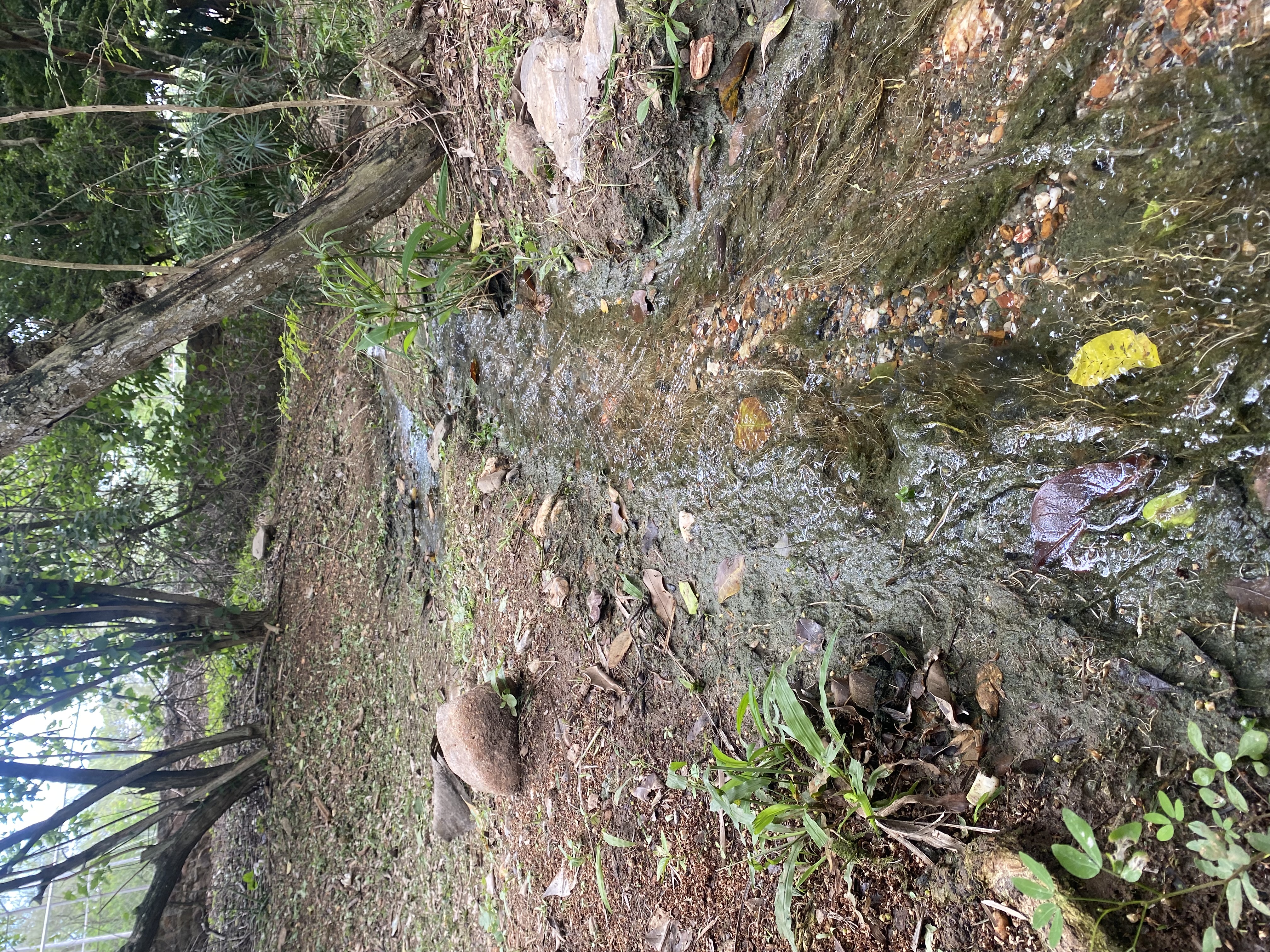 IMG_8141.jpeg