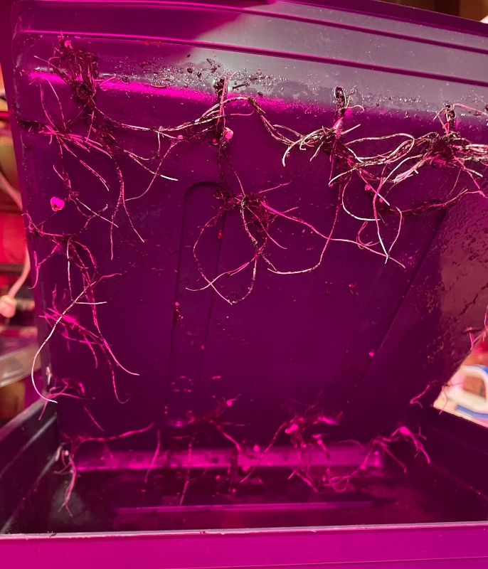 microgreens roots.jpg