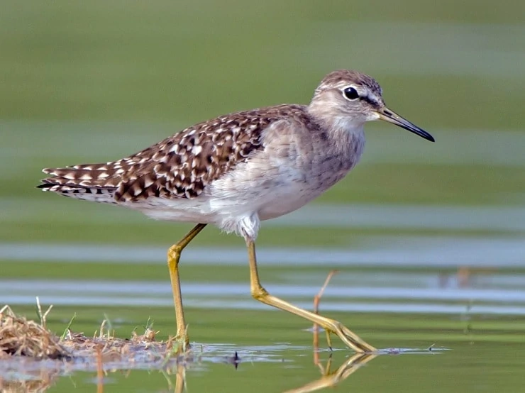 Mengenal-Lebih-Jauh-Burung-Trinil-Semak-Wood-Sandpiper.webp