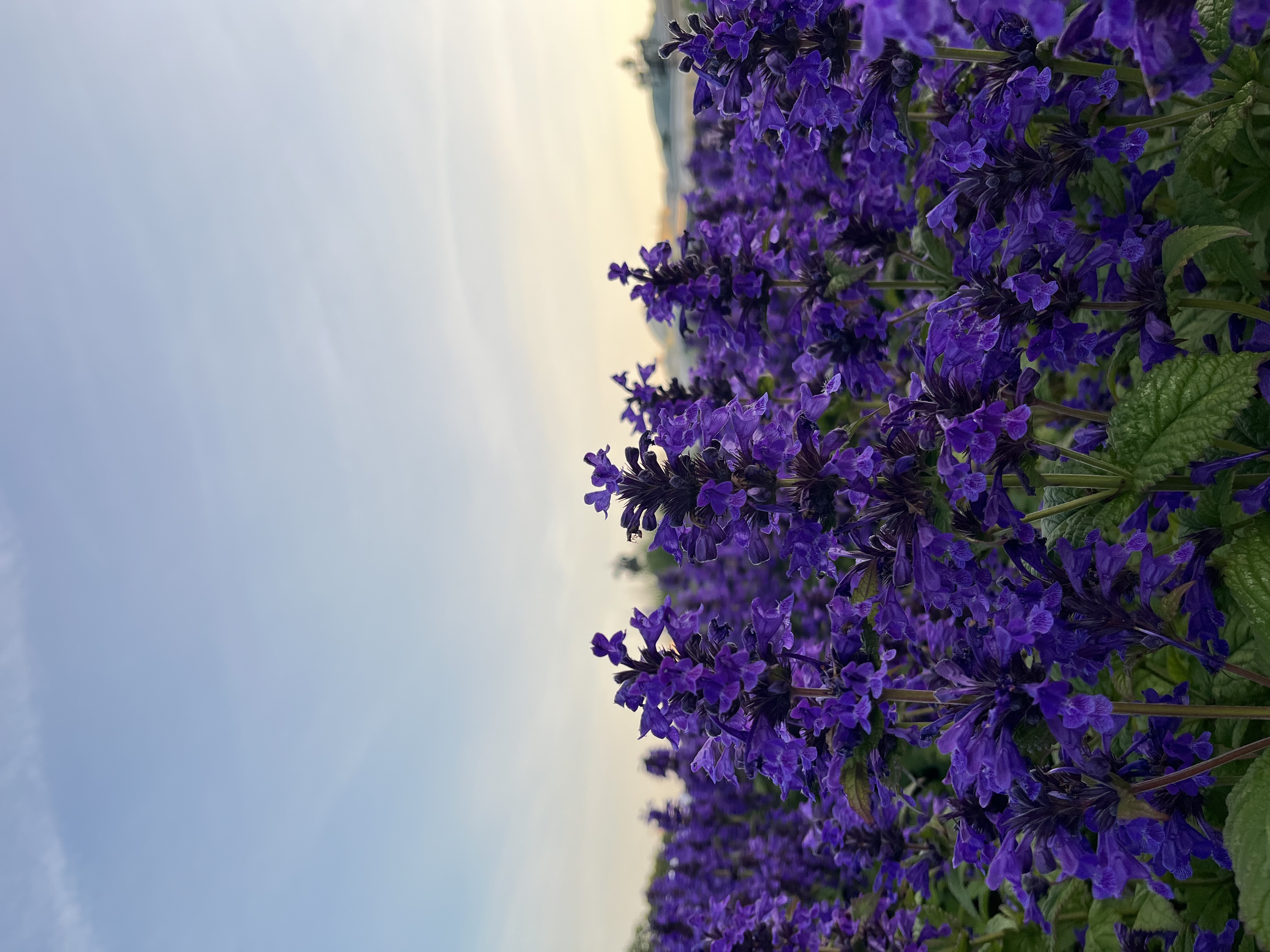 IMG_4264.jpeg