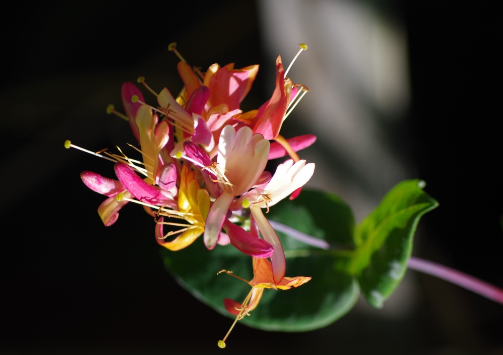 https://images.hive.blog/DQmavJ3hZjyUyyKWqmbsKt8DebTdWGHGgB57zczRPsyx4mf/photography-flowers-honeysuckle-vine.jpg