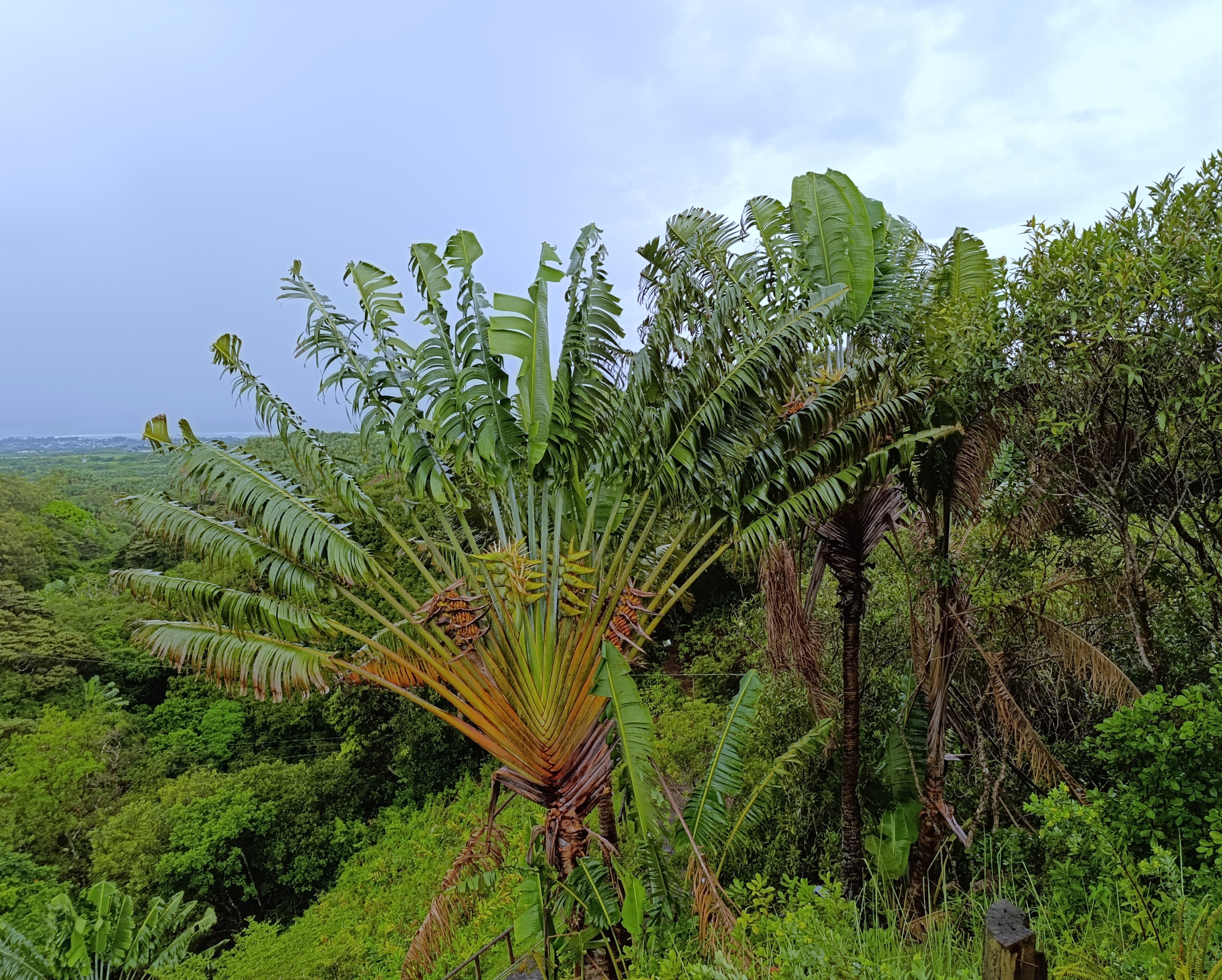 IMG_20250408_123259.jpg