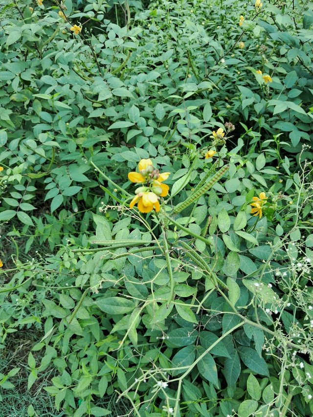 Sickle Senna flower 2.jpg