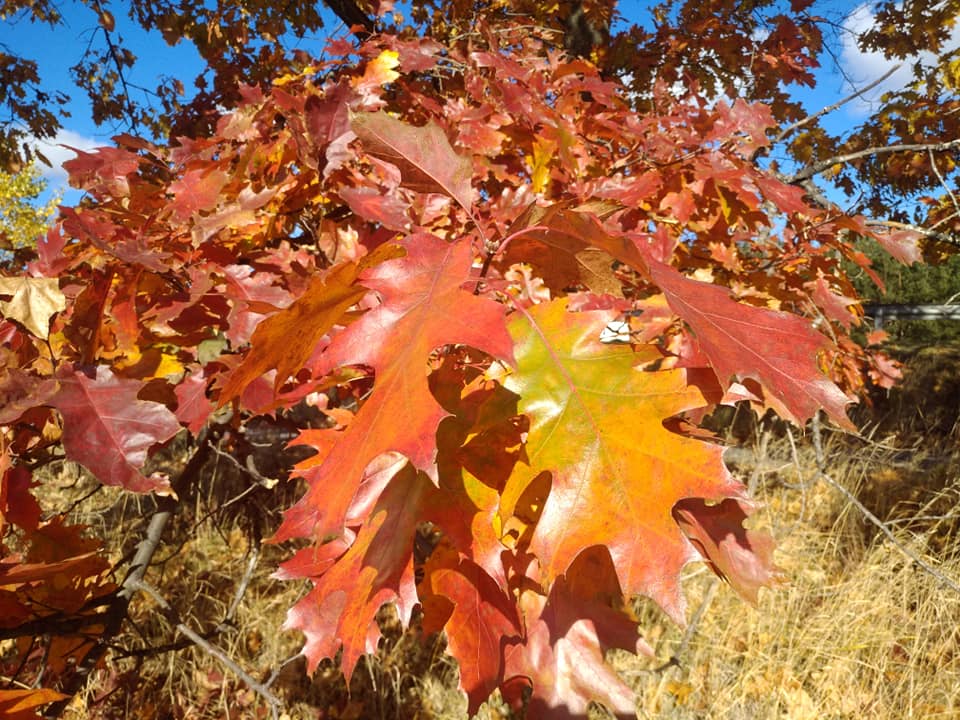 IMG_0055.jpeg